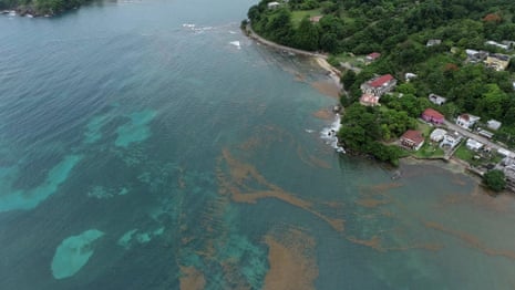 Drone footage shows toxic seaweed along Jamaica’s coastline – video
