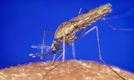 An Anopheles gambiae mosquito feeding