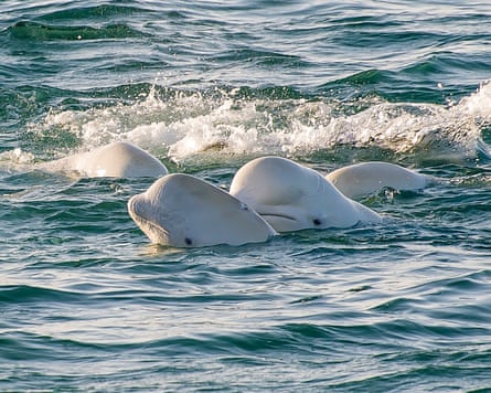 The heads of four white whales splashing around together