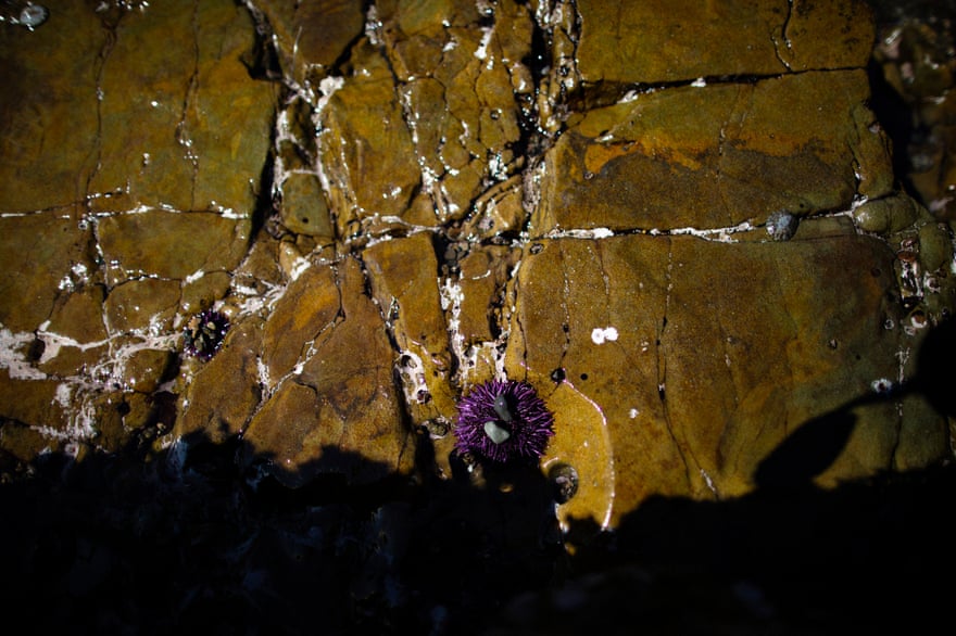 The purple sea urchin population has grown unchecked, contributing to the destruction of the west coast’s kelp forests.