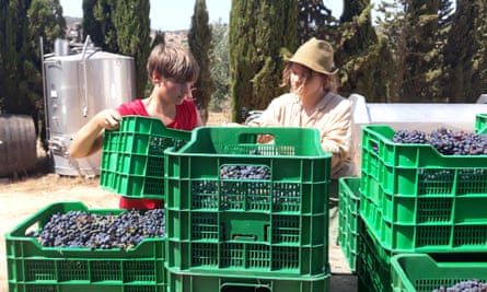 Vineyard volunteering on the Algarve