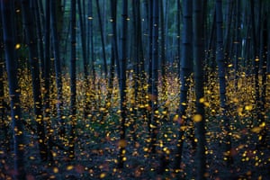 Fireflies in a bamboo forest