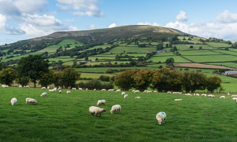 sheep Black Mountains Wales