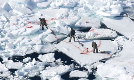 Blood on the ice: hunters in Canada drag dead seals back to their ship.