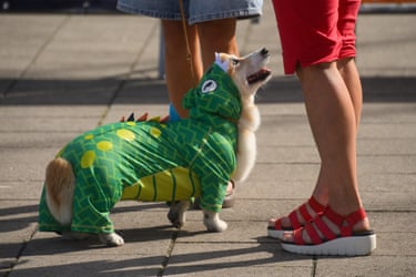 Corgi in a dinosaur outfit looking up at its owner