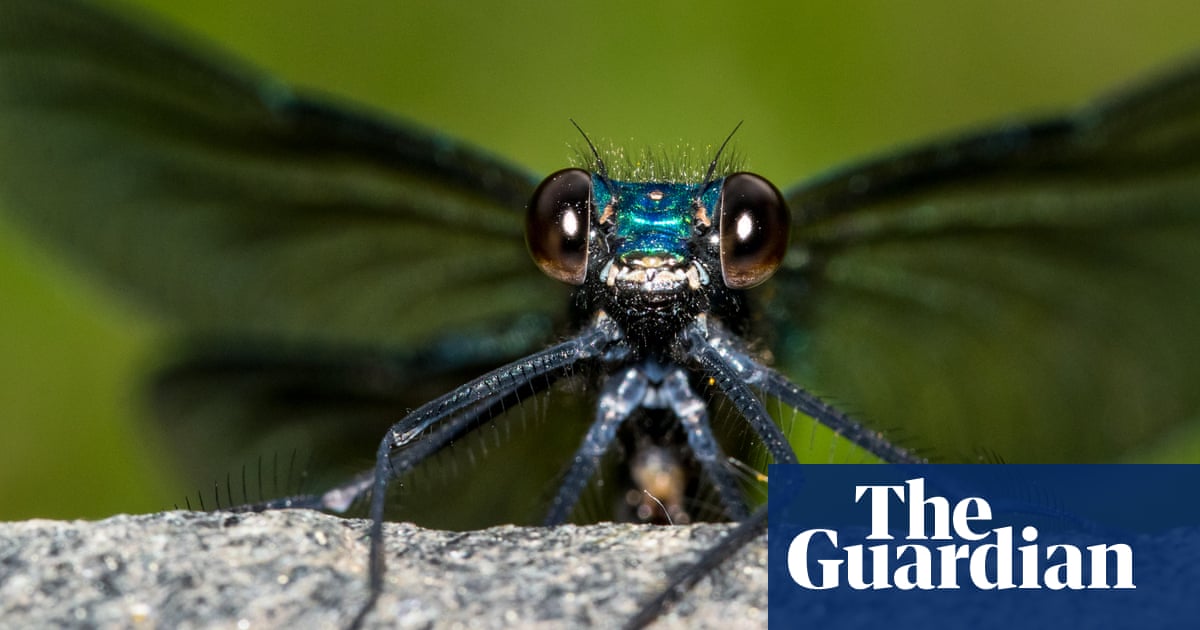 Bugs butterflies a close up photographic look inside your world