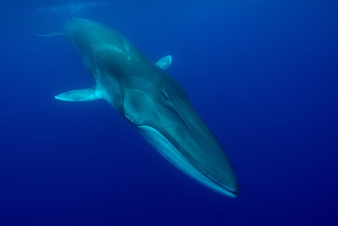 ‘Extraordinary longevity’: great whales can live a lot longer than we thought – if we leave them alone A fin whale (Balaenoptera physalus) off the Azores. The species has been found to live for half as long again as previously thought.Photograph: Nature Picture Library/Alamy