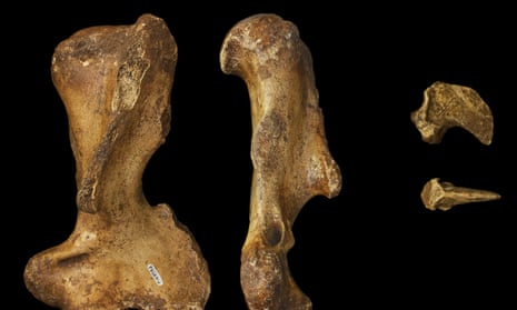 The forelimb bones of the palorchestids