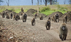 A pride of baboon at Lake Nakuru national park, Kenya.