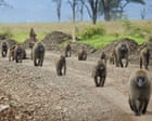 Female baboons with strong relationship to fathers found to live longer