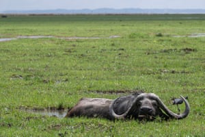 A Cape buffalo feeds in what remains of a natural marsh at the Amboseli National Park, Kenya