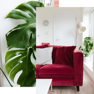 Composite of detail of plant and red sofa