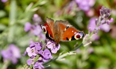 A peacock butterfly in an Oxfordshire garden.