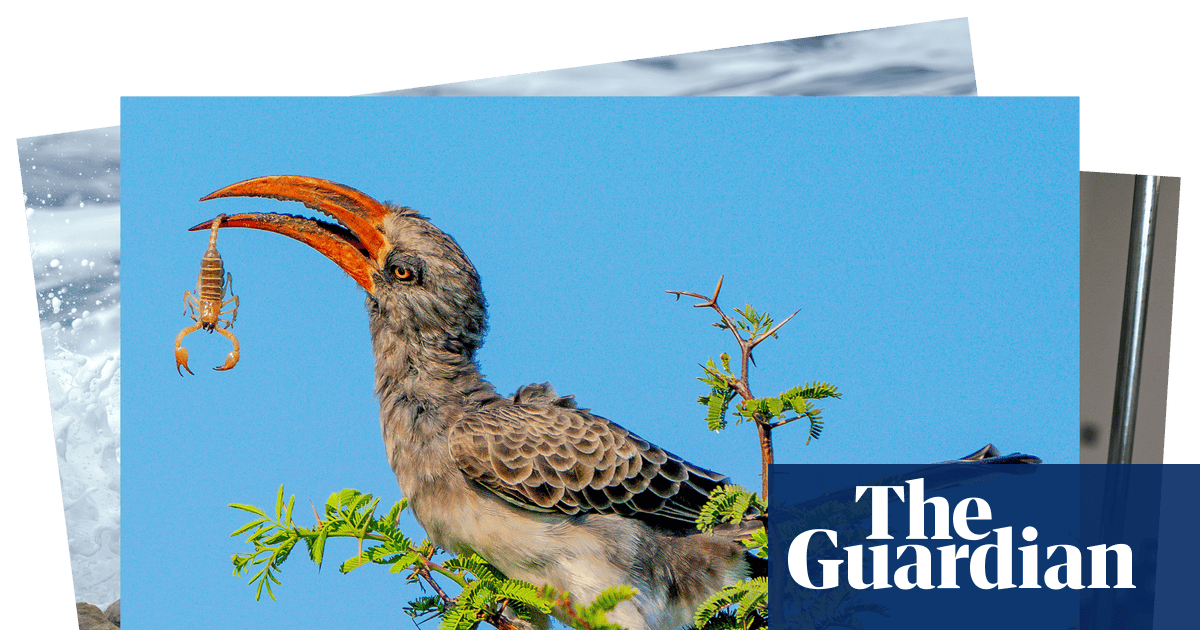 Week in wildlife: a rescued monkey, squabbling jays and an amputee camel