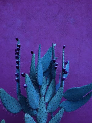 Second Place - Nature | Midnight Succulent