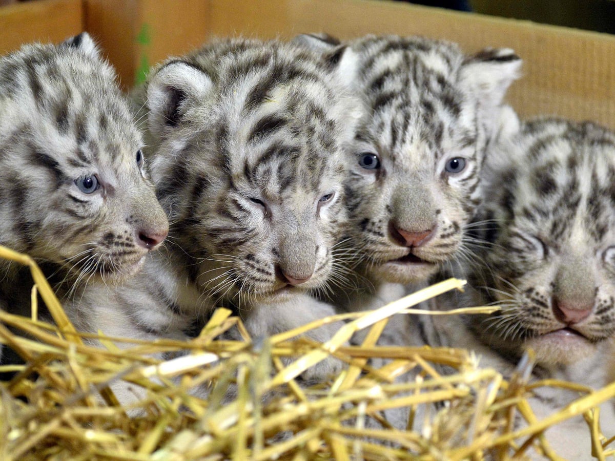 White Tigers Cubs white-tigers-cubs