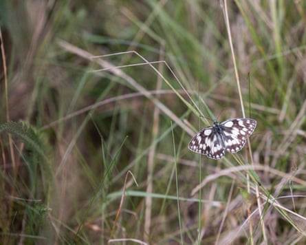 A marbled white butterfly perches on a grass stem.
