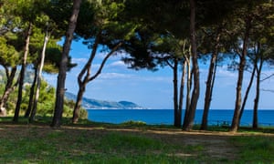 View of the sea through the pine woods, Campania Cilento, Ogliastro Marina, Italy.
