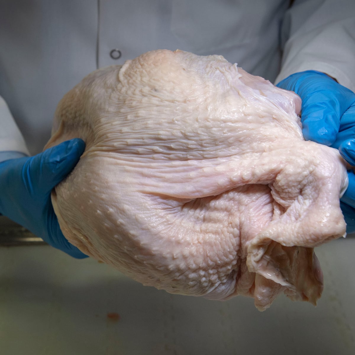 Why Salmonella Is A Food Poisoning Killer That Won T Go Away In The Us Food Safety The Guardian