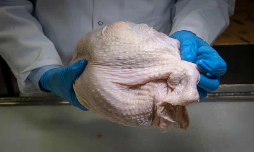 A USDA inspector checks a Thanksgiving turkey in a processing plant.