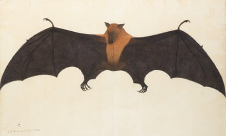 A Great Indian Fruit Bat, or Flying Fox, Calcutta, by Bhawani Das