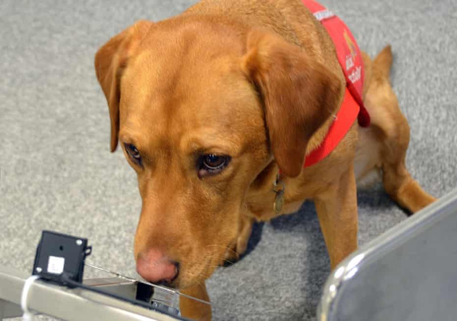 Diseases That Dogs Can Detect Medical Research The Guardian