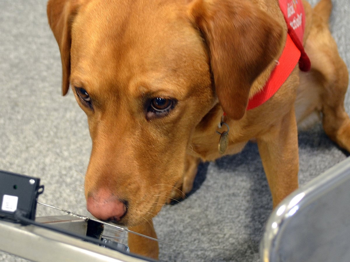 Diseases That Dogs Can Detect Technology The Guardian