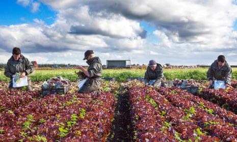 EU nationals working as seasonal migrant farm labourers pick oakleaf lettuce in Tarleton, Lancashire.