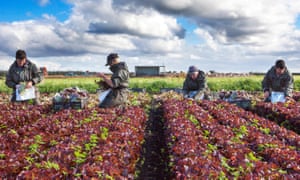 Seasonal workers from the EU pick lettuce in Lancashire. Gove wants to give the agricultural industry reassurance.
