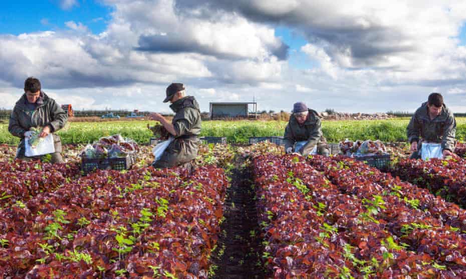 EU nationals pick ‘oakleaf’ lettuce on a salad farm in Tarleton, Lancashire