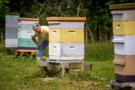 An older woman peering at wooden hives in a field