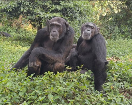 Two chimps sitting beside each other in a forest clearing