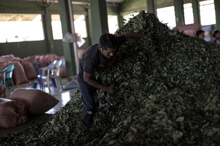 A man in a warehouse scoops armfuls of leaves from a pile bigger than him