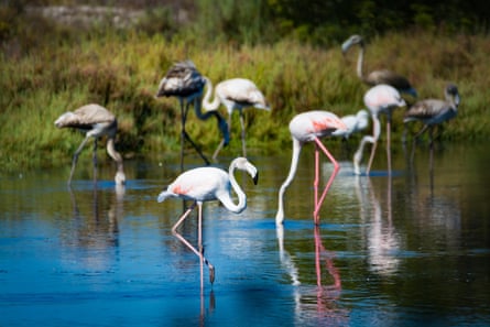 Flamingos in Hyeres.