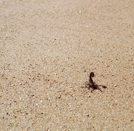 A scorpion in Namibia by Jon Tonks.