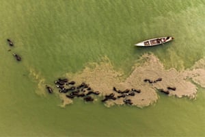 Buffalo swimming past fishing boat