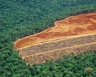 UN warns of ‘narrowing window’ to restore world’s forests