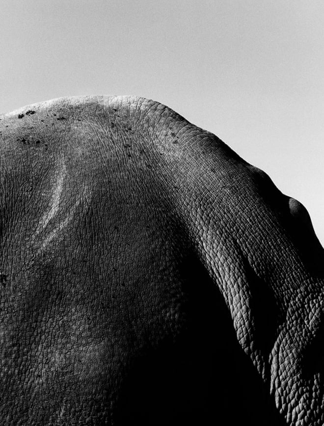 ‘In some images, the rhinos overflow the frame, looking geological – cracked, folded, like frozen flows of mass and gravity’