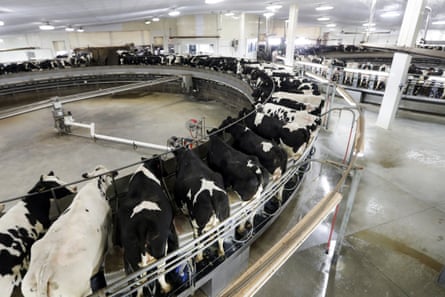 Some of a herd of 9,000 cows are milked on a carousel at a large dairy in Pickett, Wisconsin, December 2019