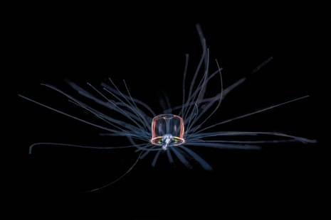 Immortal jellyfish in the black depths of the ocean