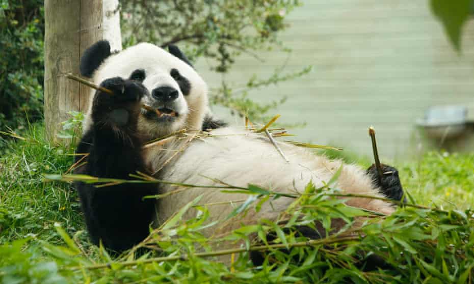 Male panda Yang Guang in the panda’s enclosure at Edinburgh Zoo. 