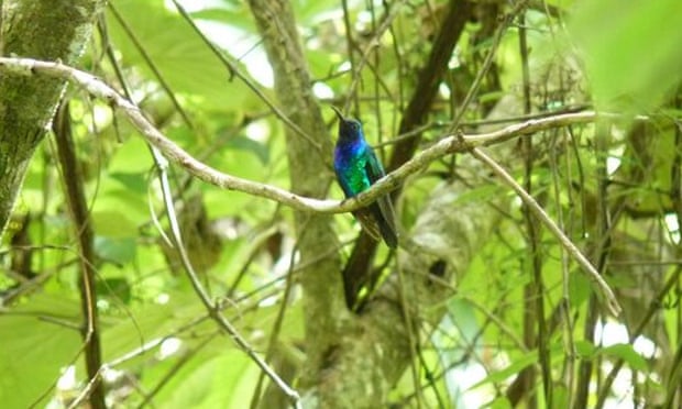 The rare Santa Marta sabrewing in rainforest