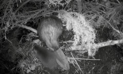 A black and white image of a kit beside an adult beaver in the undergrowth
