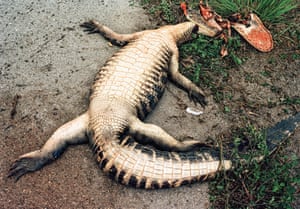 They race through alligator infested swamps, but this one definitely came of worst in Alligator Ally in 2002