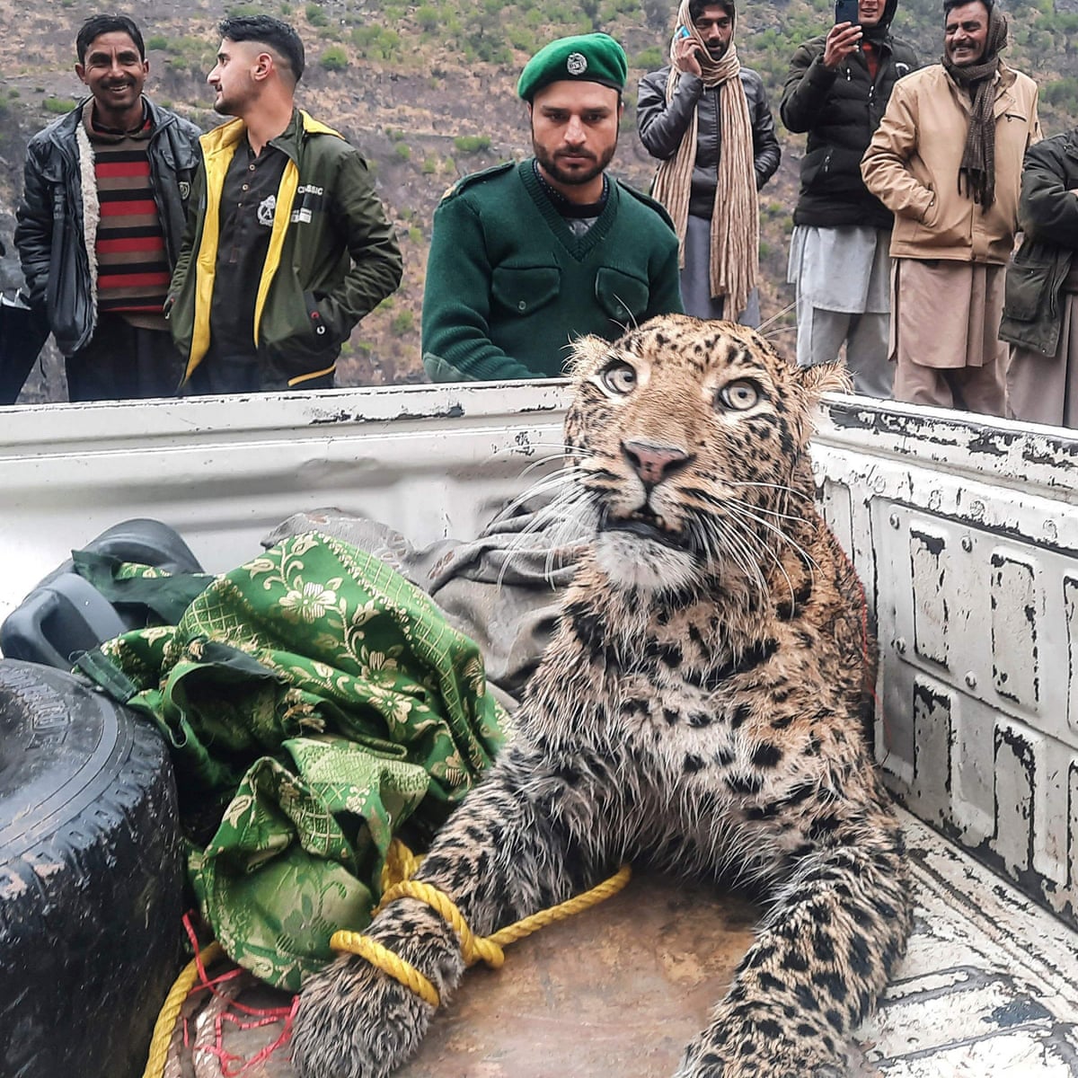 Dismay after female leopard shot and dies from injuries in Kashmir |  Endangered species | The Guardian