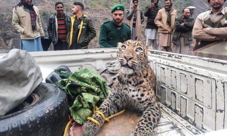 An employee of the Azad Jammu and Kashmir wildlife with the injured leopard at Neelum Valley on 22 January.