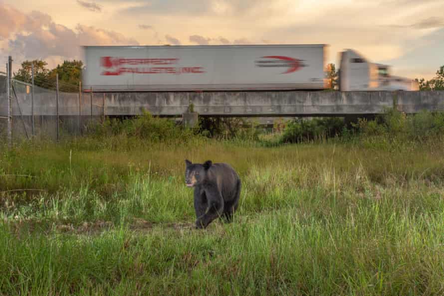 A bear near the highway in Florida.