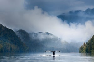 Adult humpback whale (Megaptera novaeangliae) diving in deep water channel. Great Bear Rainforest, British Columbia, Canada