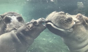 A baby Nile hippopotamus, born prematurely, swims outside for the first time with her parents in the pool at Cincinnati Zoo, US