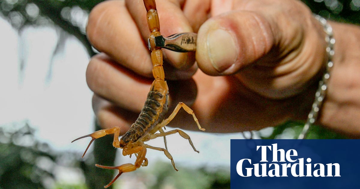 Scorpions ‘taking over’ Brazilian cities with reported stings rising 250% | Global development | The Guardian